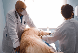 cirurgias-centro-veterinário-dr-patas-300x204